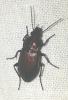 Poecilus sp.
